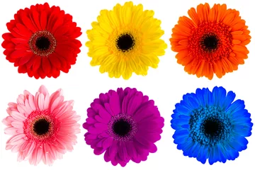 Papier Peint photo Lavable Gerbera Ensemble de gerbera multicolore isolé