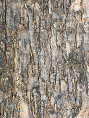 Texture of bark in the natural park.
