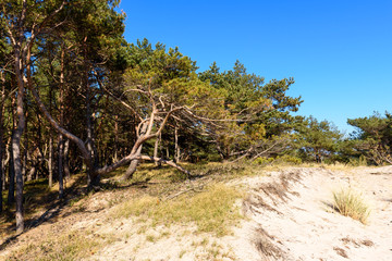Pine trees in sunny day, a view from coastal promenade in Hel. Poland.