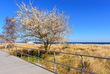Coastal promenade along dunes and sandy beach in spring time. Hel. Baltic Sea. Poland.