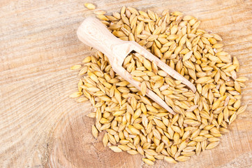 Barley grain or seeds CloseUp.