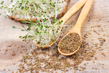 Fresh alfalfa sprouts and seeds - closeup. - 147957754