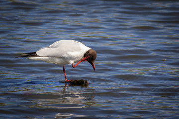 Black headed gull