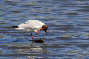 Black headed gull