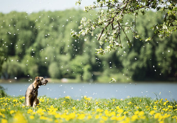 A small shaggy brown puppy lonely sits on the river bank in yellow flowers, under a branch of a...