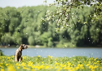 Poster A small shaggy brown puppy lonely sits on the river bank in yellow flowers, under a branch of a falling cherry, the wind beautifully spreads the petals, the dog looks away. © kazantsevaov