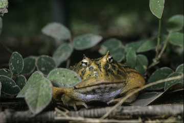 Rana pipiens / Grenouille lépoard / Grenouille mugissante