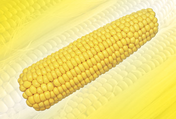 Fresh Corn on the cob