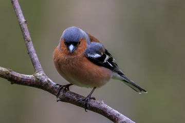 Chaffinch (Fringilla coelebs)