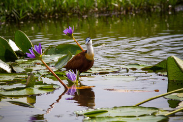 Bird on Lake Victoria, Uganda