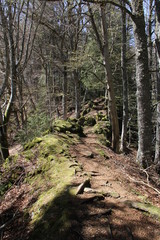 hêtraie d'Auvergne