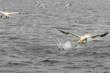 Fototapeta premium Gannet
