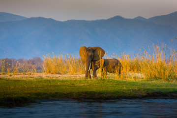 Elephants in Lower Zambezi National Park - Zambia - obrazy, fototapety, plakaty
