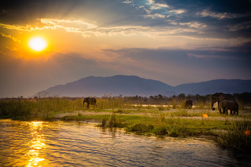 Elephants in Lower Zambezi National Park - Zambia - obrazy, fototapety, plakaty
