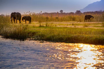 Foto op Aluminium Elephants in Lower Zambezi National Park - Zambia © Radek