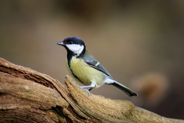 Naklejka premium Great Tit (Parus major)