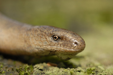 Anguilis fragilis / Orvet / Serpent de verre