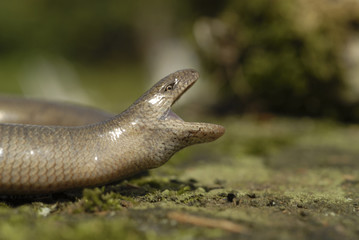 Anguilis fragilis / Orvet / Serpent de verre