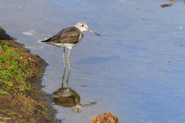 Greenshank (Tringa nebularia)