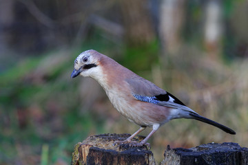 Jay