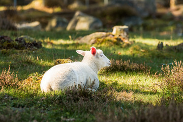 Young spring lamb resting on a sunny spot among heather.