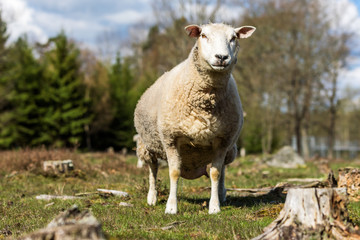 Naklejka na ściany i meble Adult female sheep or ewe standing tall and looking hard at you.