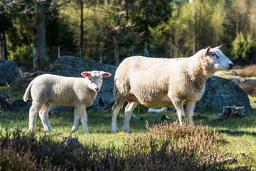Fototapeta premium Ewe and her lamb posing in woodland heath pasture.