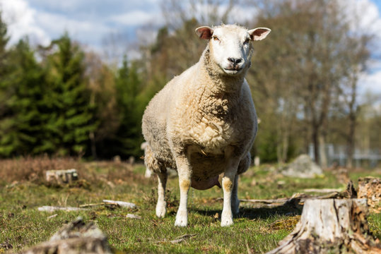 Adult female sheep or ewe standing tall and looking hard at you.