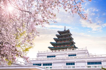 Keuken spatwand met foto gyeongbokgung palace with cherry blossom tree in spring time in seoul city of korea, south korea. © panyaphotograph