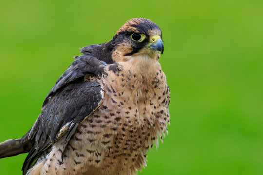 New zealand falcon (Falco novaeseelandiae)