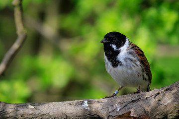 Reed Bunting