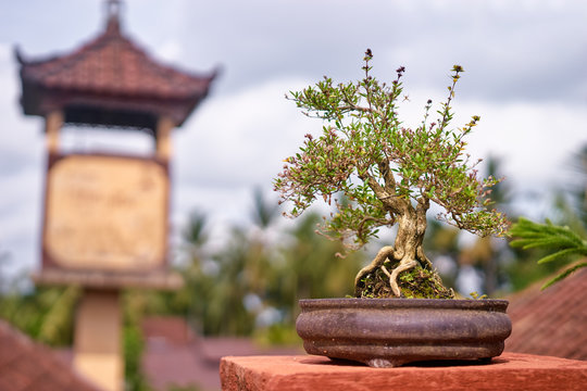 Landscaping design. Small tree bonsai at pot outdoors.