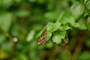 The Magestic Butterfly