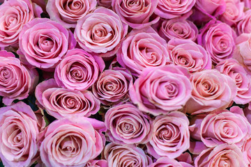 Many blossoming inflorescences of of pink roses close up