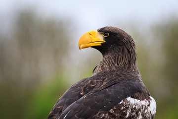 Steller's sea eagle (Haliaeetus pelagicus)
