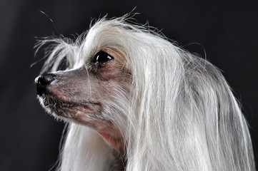 Chinese crested dog posing in studio