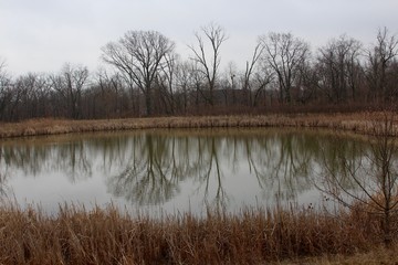 The bare trees reflecting off the pond on a overcast day.
