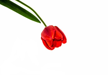 Tulips on a white background