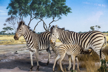 Zebras with Fawn