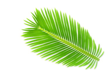 green palm coconut  tree leaves texture on white background with text copy space