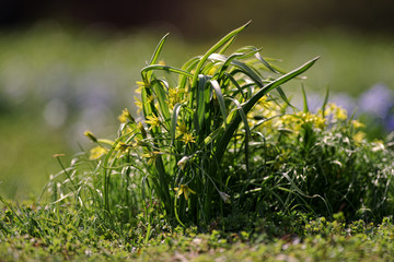 Gagea lutea (Yellow Star-of-Bethlehem)