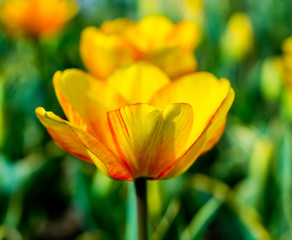 Tulips on the flowerbed