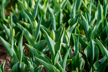 Obraz premium Tulips in a green garden