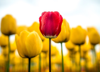 Tulips in the nature