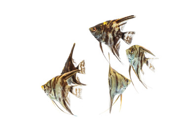 Angelfish (Pterophyllum) isolated on white background