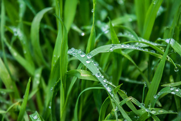 Dew drops on green grass