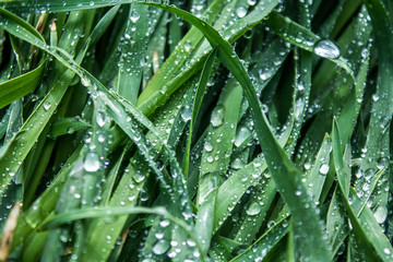 Dew drops on green grass