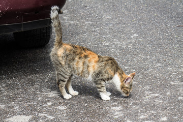 Fototapeta premium Cat on the asphalt