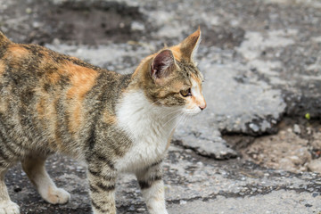 Cat on the asphalt