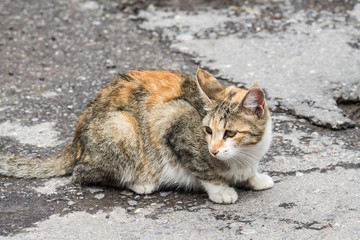 Obraz premium Cat on the asphalt